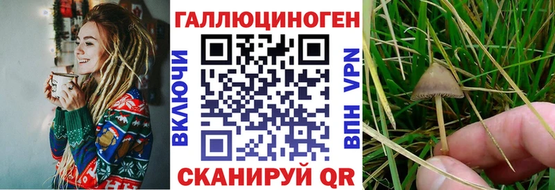 Псилоцибиновые грибы Psilocybe  купить  сайты  Снежинск 